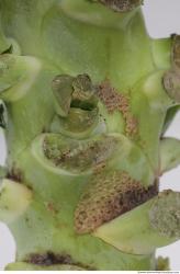 Photo Textures of Broccoli